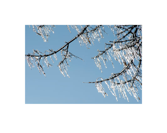Photograph of iced tree branches