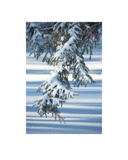 Photograph of snowy pine tree branches