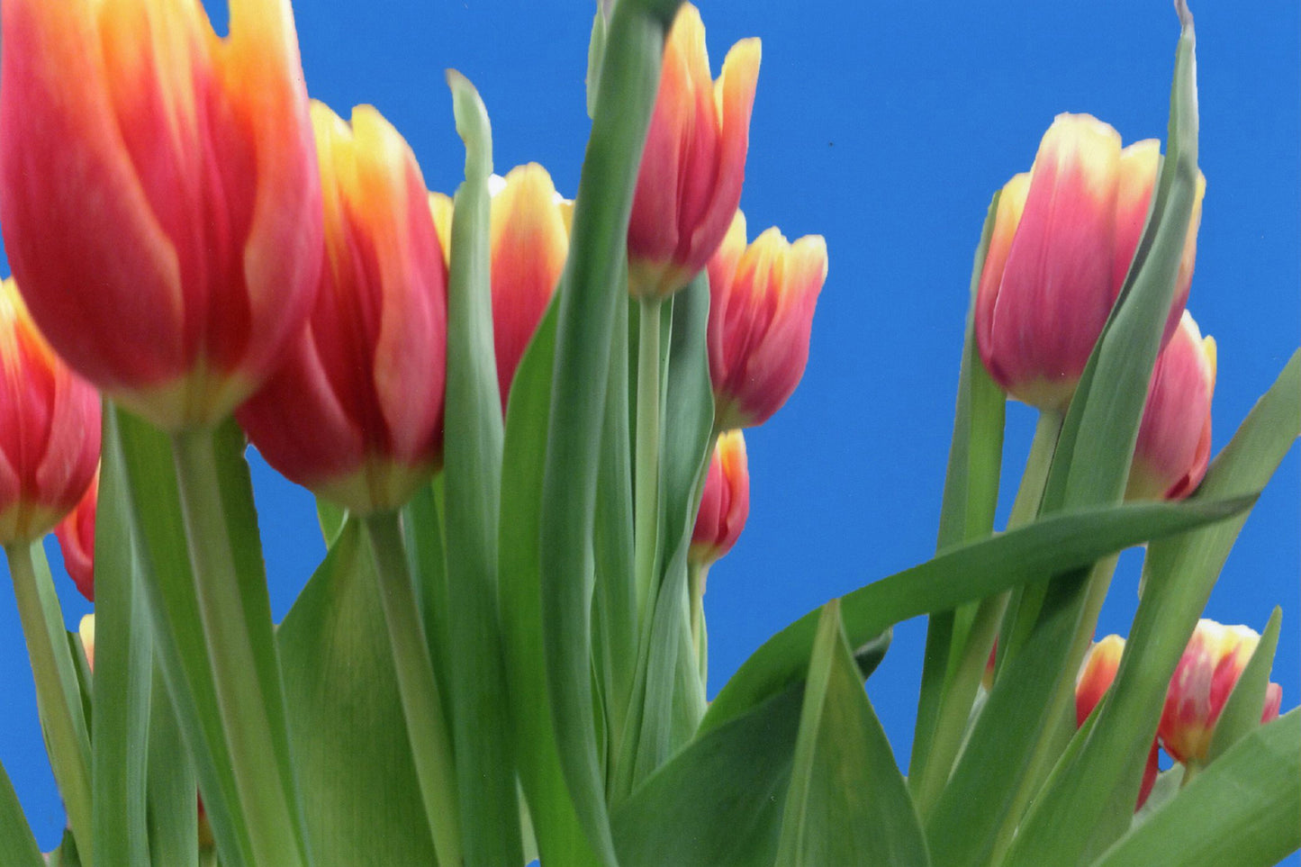 Photograph of tulips and blue sky
